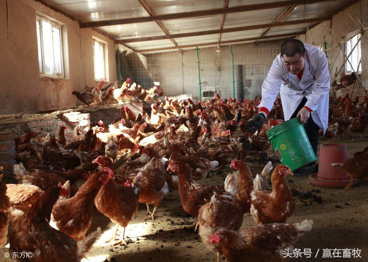 鸡拉红屎是什么病怎么治,鸡拉红浓屎怎么治