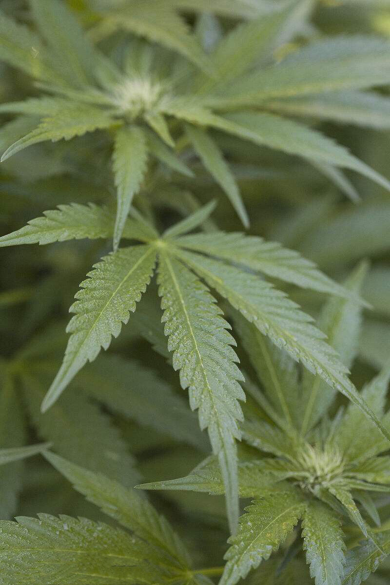 这几种植物会让狗中毒,这几种植物遇见千万要远离