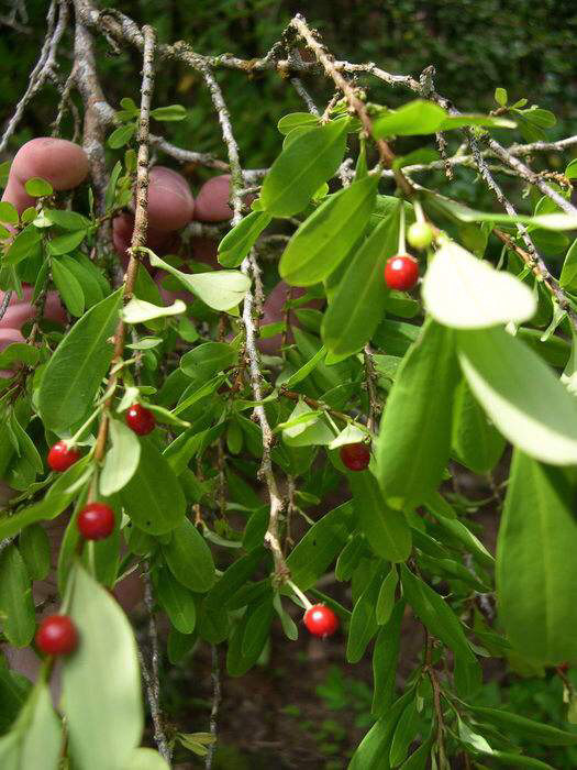 这几种植物会让狗中毒,这几种植物遇见千万要远离