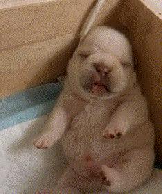 搞笑gif图别忘了你是一只狗啊,做梦的狗搞笑视频