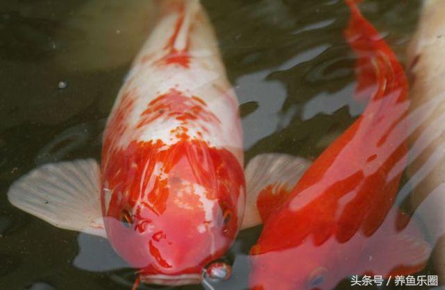 锦鲤池滤材可以反复使用吗,锦鲤池滤材清洗的正确方法