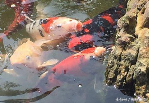 锦鲤池滤材可以反复使用吗,锦鲤池滤材清洗的正确方法