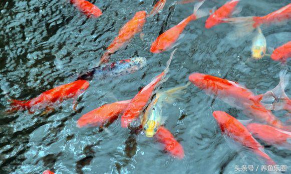 锦鲤池滤材可以反复使用吗,锦鲤池滤材清洗的正确方法