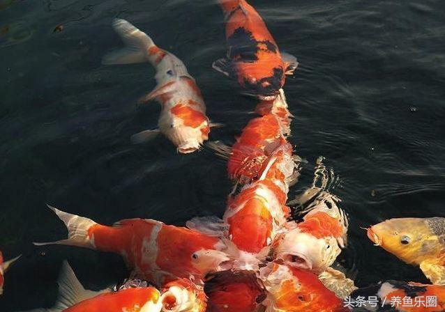 锦鲤池滤材可以反复使用吗,锦鲤池滤材清洗的正确方法