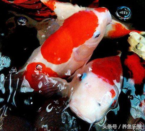 锦鲤正确喂食的方法,锦鲤各个季节喂食方法