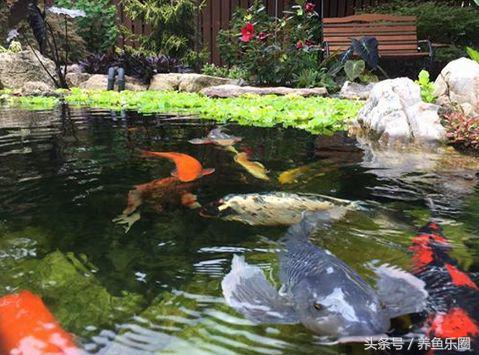 锦鲤正确喂食的方法,锦鲤各个季节喂食方法