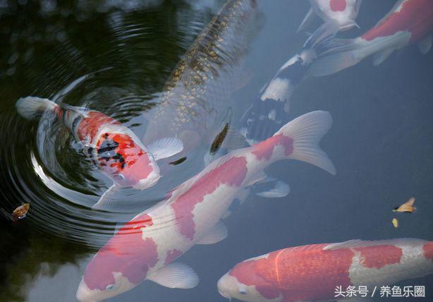 锦鲤正确喂食的方法,锦鲤各个季节喂食方法