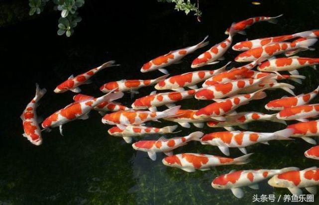 锦鲤正确喂食的方法,锦鲤各个季节喂食方法