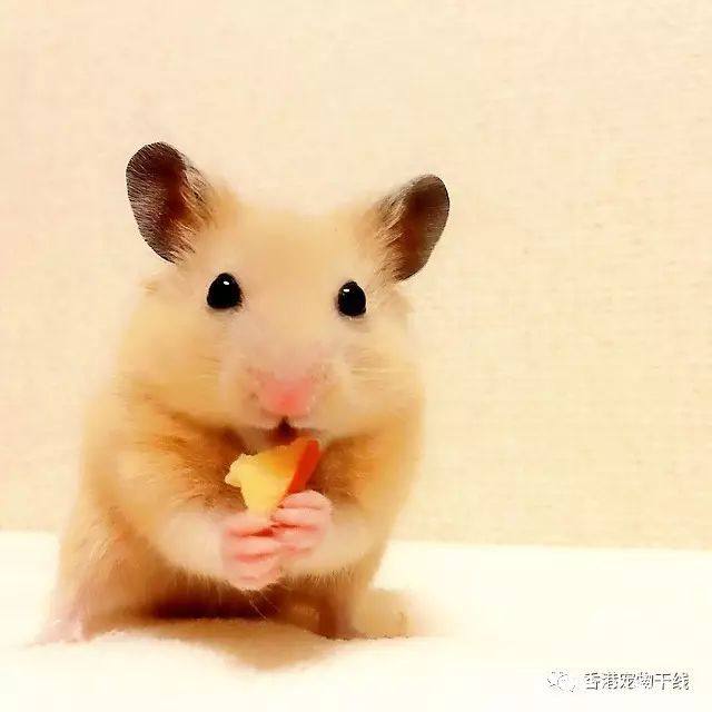 养仓鼠的正确方法新手如何养仓鼠,怎么养小仓鼠仓鼠活得会更久一点