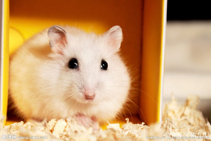 养仓鼠的正确方法新手如何养仓鼠,怎么养小仓鼠仓鼠活得会更久一点