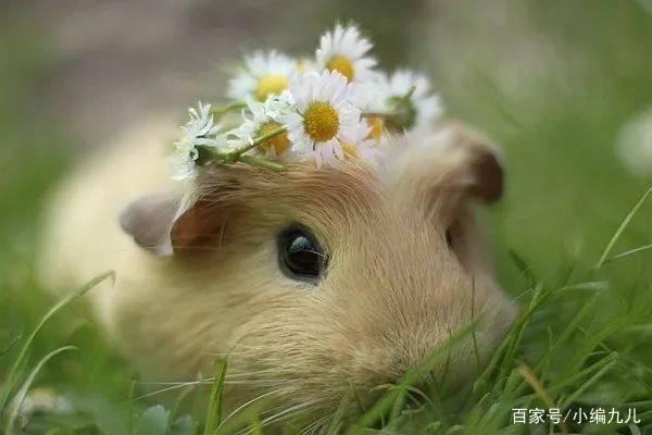 养仓鼠的正确方法新手如何养仓鼠,怎么养小仓鼠仓鼠活得会更久一点