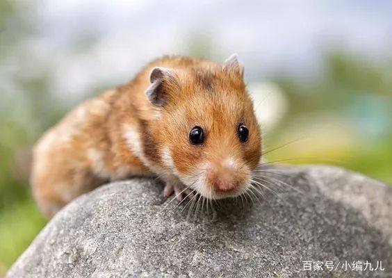 养仓鼠的正确方法新手如何养仓鼠,怎么养小仓鼠仓鼠活得会更久一点