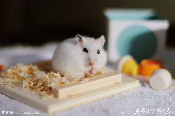 养仓鼠的正确方法新手如何养仓鼠,怎么养小仓鼠仓鼠活得会更久一点