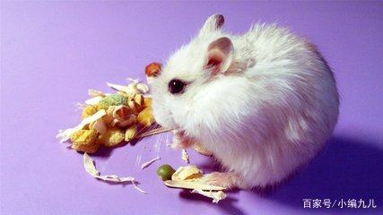 养仓鼠的正确方法新手如何养仓鼠,怎么养小仓鼠仓鼠活得会更久一点
