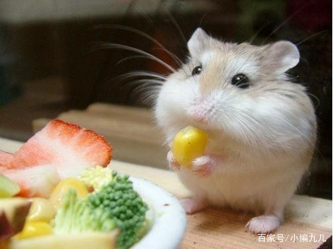 养仓鼠的正确方法新手如何养仓鼠,怎么养小仓鼠仓鼠活得会更久一点