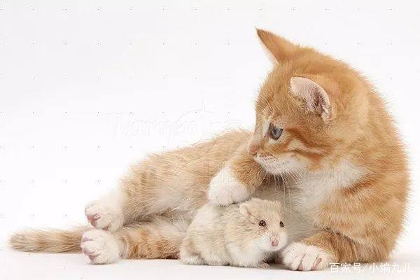 养仓鼠的正确方法新手如何养仓鼠,怎么养小仓鼠仓鼠活得会更久一点