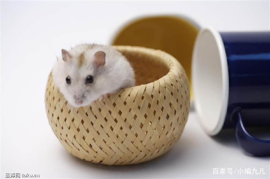 养仓鼠的正确方法新手如何养仓鼠,怎么养小仓鼠仓鼠活得会更久一点