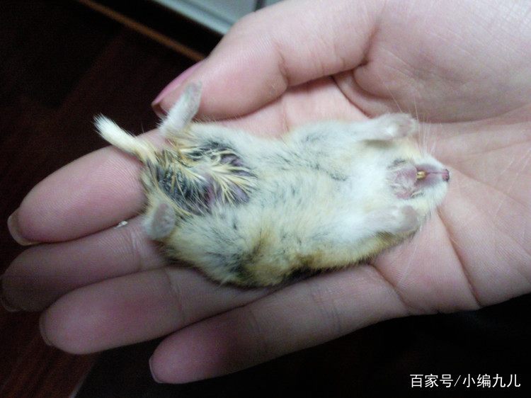 养仓鼠的正确方法新手如何养仓鼠,怎么养小仓鼠仓鼠活得会更久一点