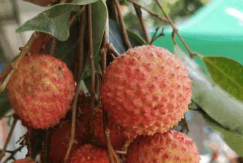 荔枝滞销果农丰收,荔枝滞销事件