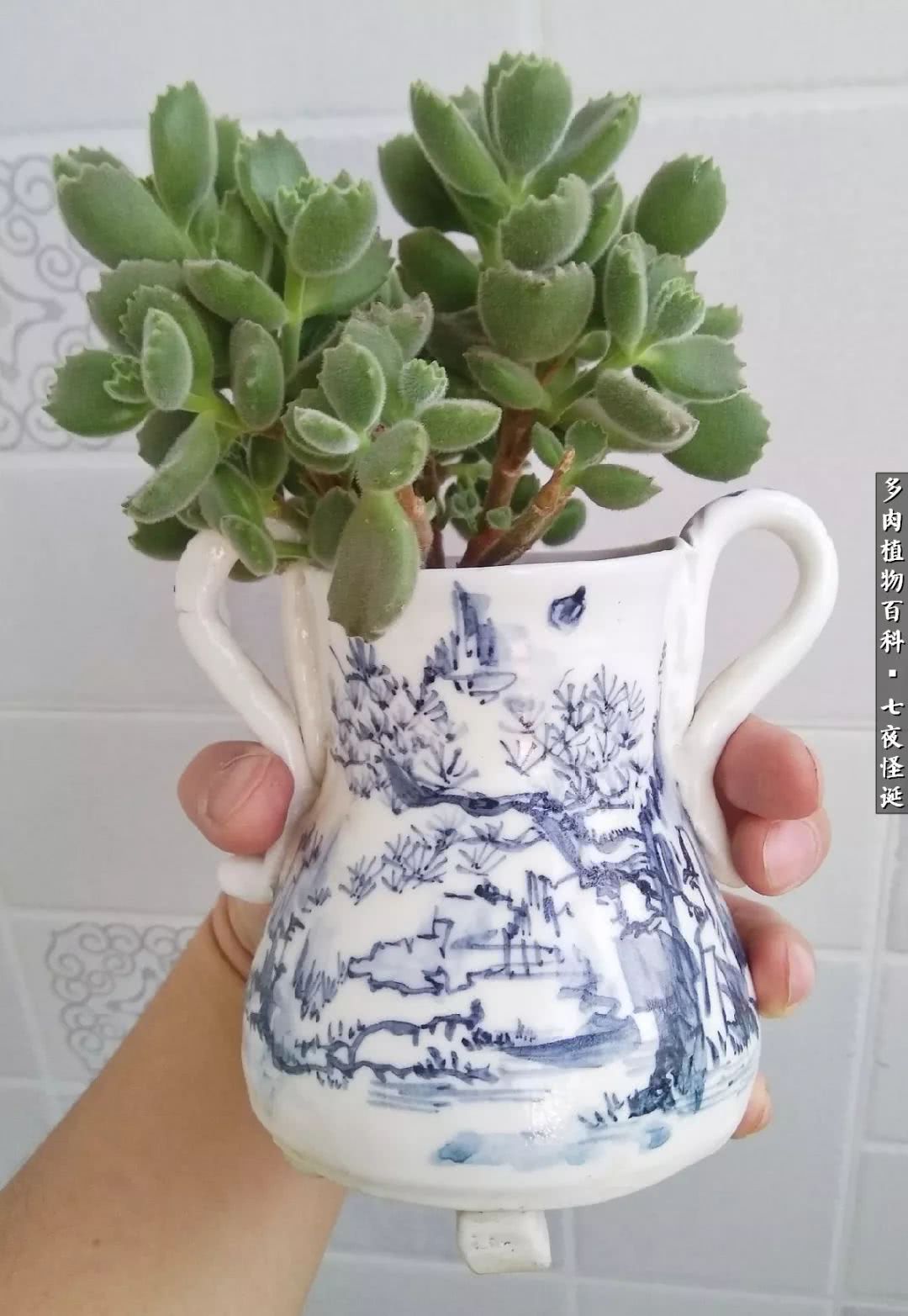 怎样做多肉盆手工,在家怎么制作多肉盆