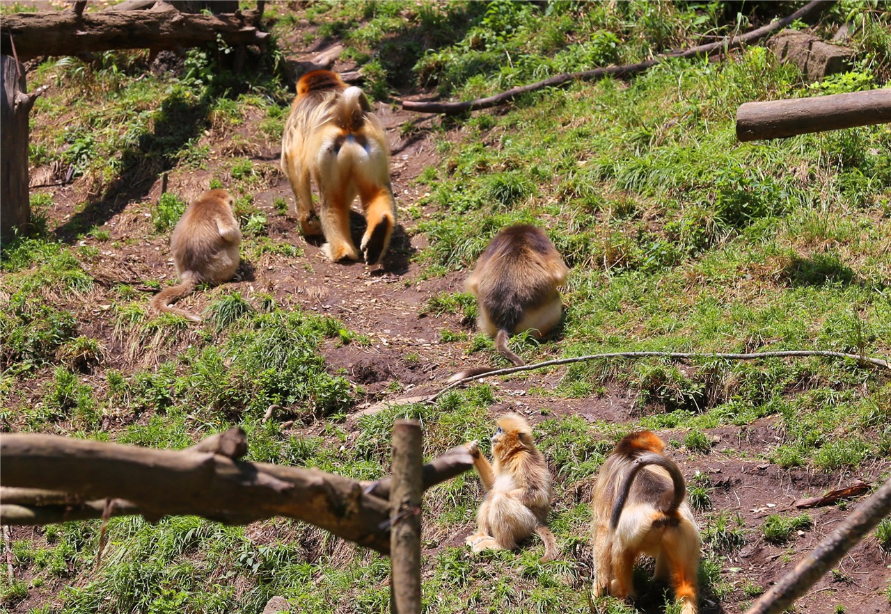 安康哪个古镇离西安最近,陕西安康最值得去的地方