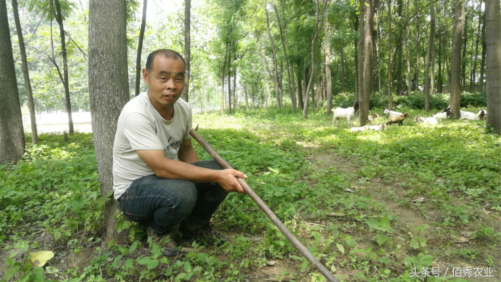 农村年轻人养羊20余年，每年收入2万多，感觉这样的生活最快乐