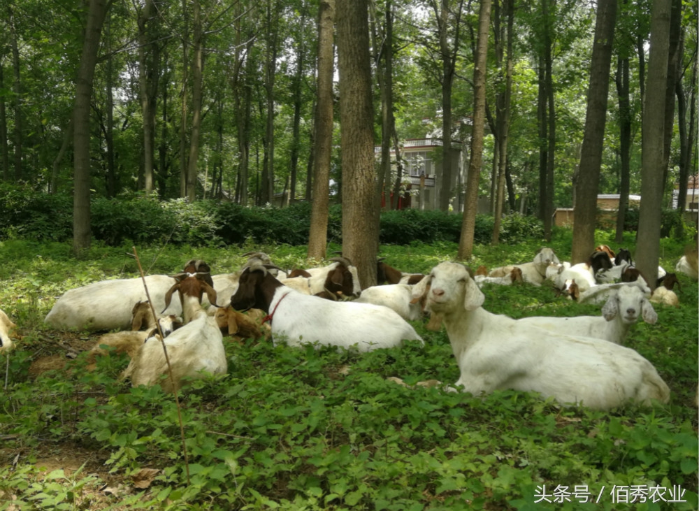 农村年轻人养羊20余年，每年收入2万多，感觉这样的生活最快乐