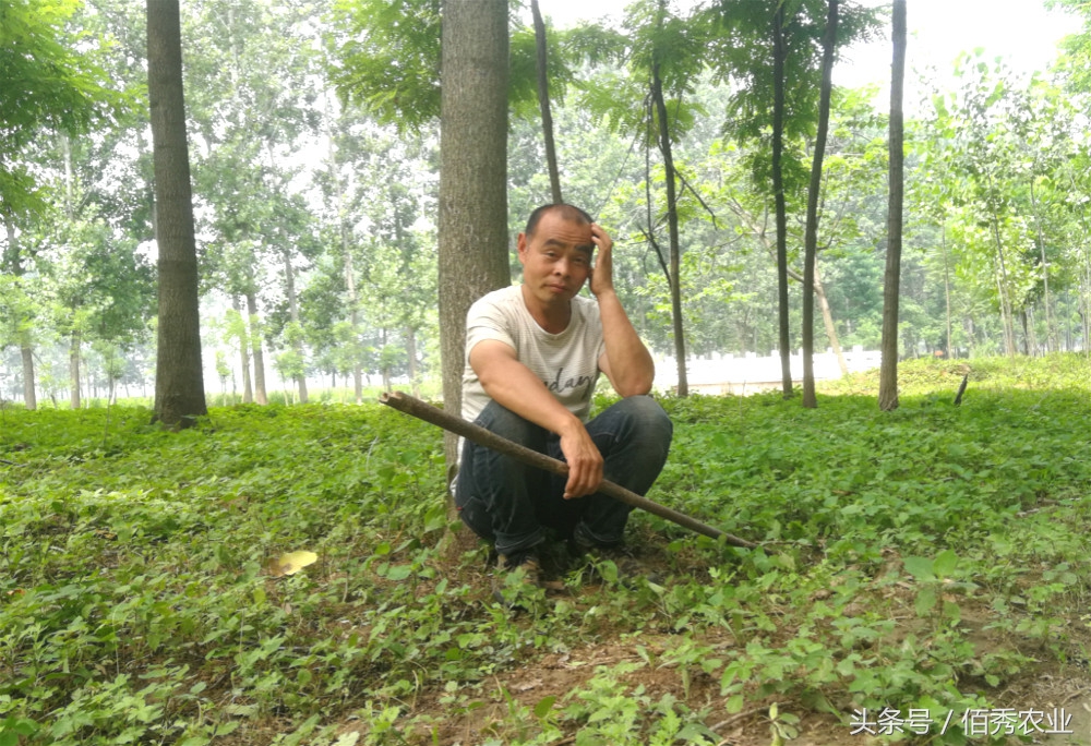 农村年轻人养羊20余年，每年收入2万多，感觉这样的生活最快乐