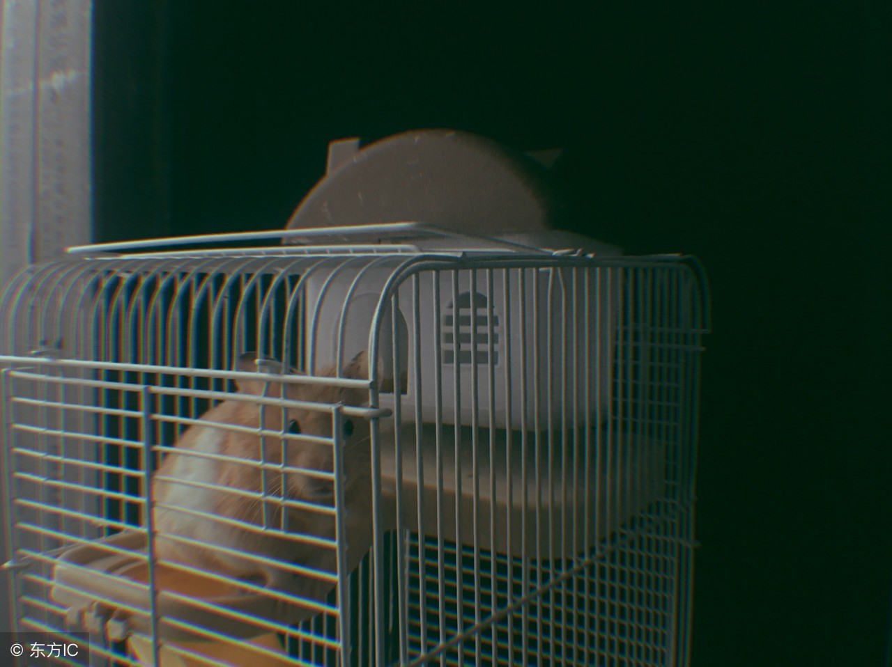 属鼠人和什么属相最合财运,属鼠人今年运气和婚姻