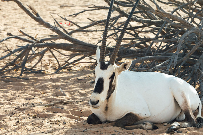 迪拜左手沙漠右手大海飞跃千里为你来——今夕传媒旅行家出品