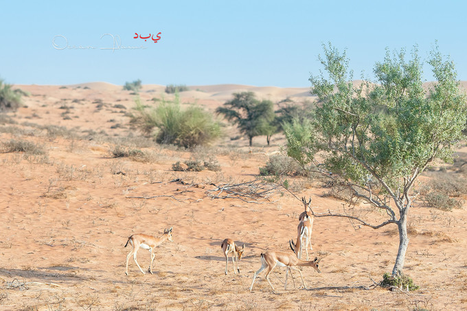 迪拜左手沙漠右手大海飞跃千里为你来——今夕传媒旅行家出品