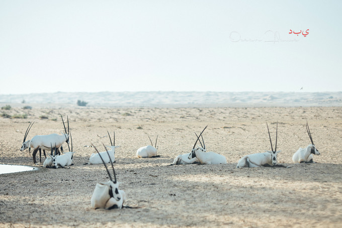 迪拜左手沙漠右手大海飞跃千里为你来——今夕传媒旅行家出品