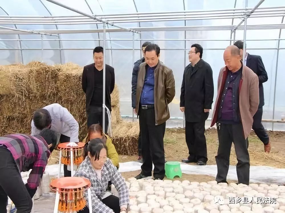 助力脱贫攻坚，鸳鸯池优质高山吊袋木耳等您品尝