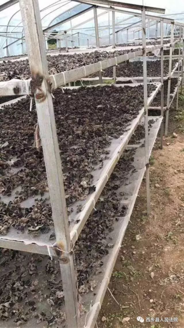 助力脱贫攻坚，鸳鸯池优质高山吊袋木耳等您品尝