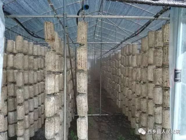 助力脱贫攻坚，鸳鸯池优质高山吊袋木耳等您品尝