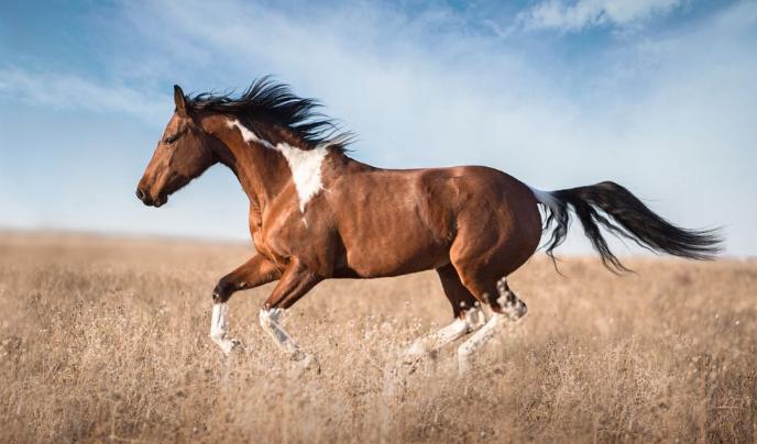 生肖马能戴黄金佛头吗,生肖马六月双喜临门