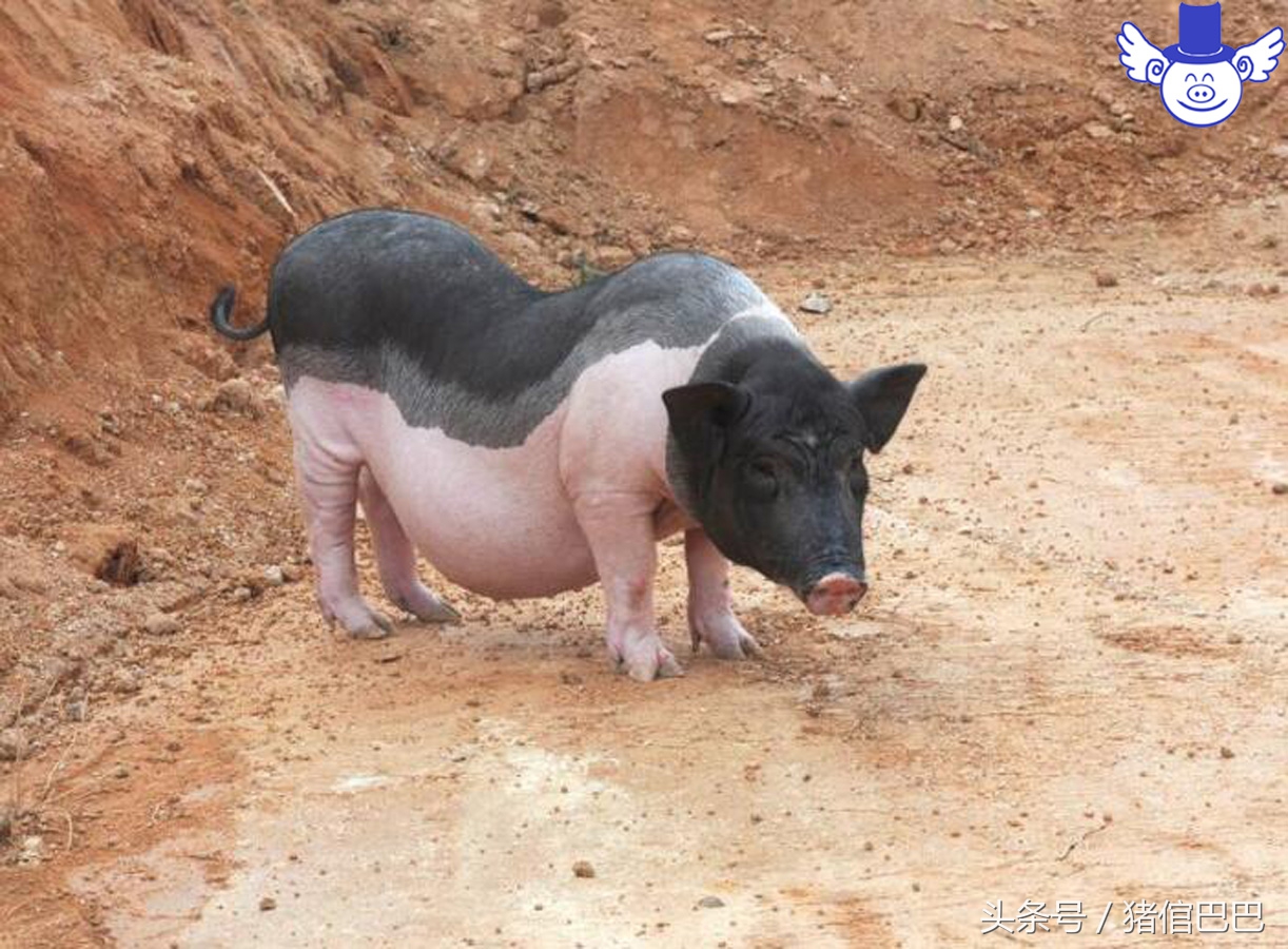 母猪产仔少的原因及治疗,妊娠母猪食欲太差怎么办