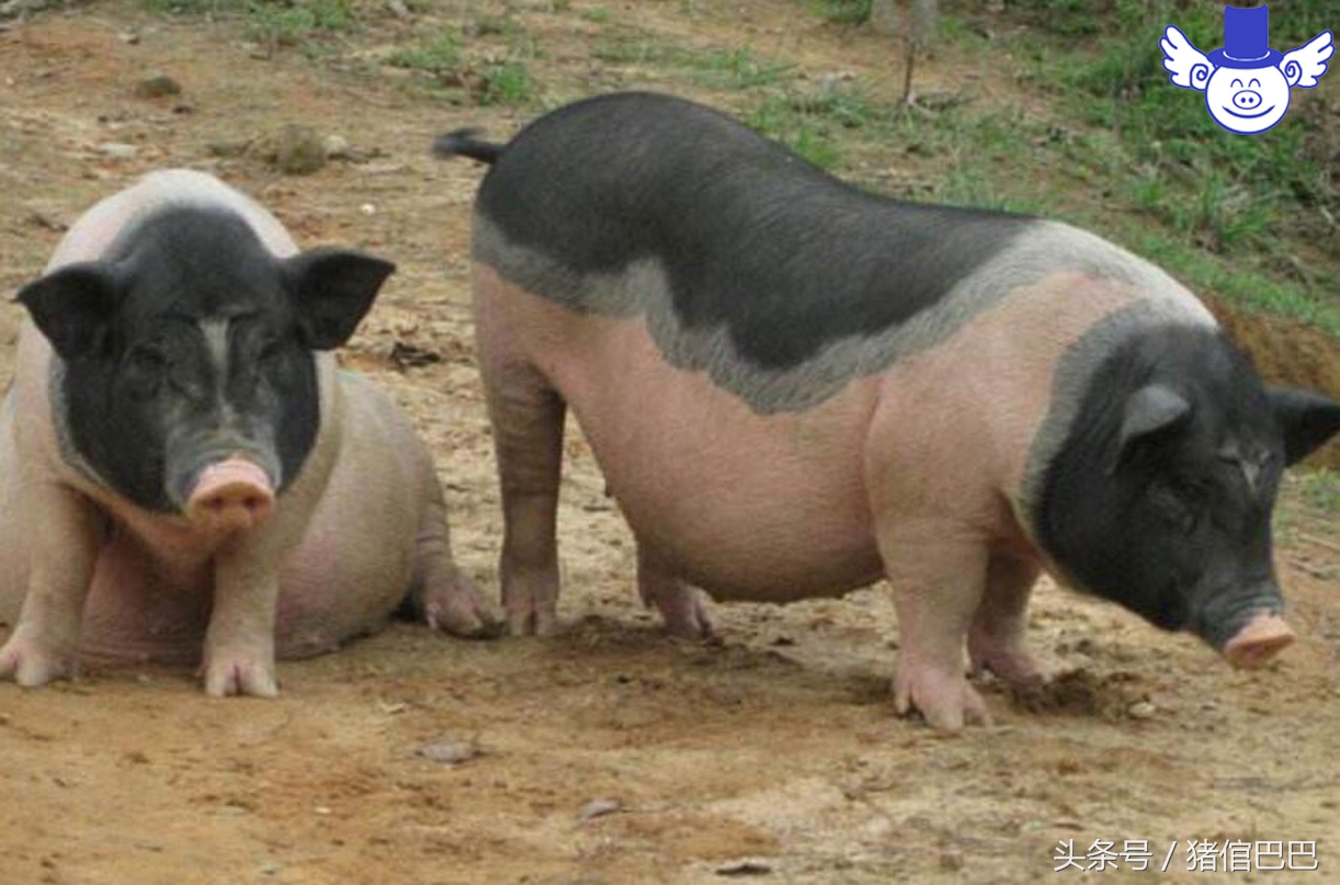 母猪产仔少的原因及治疗,妊娠母猪食欲太差怎么办