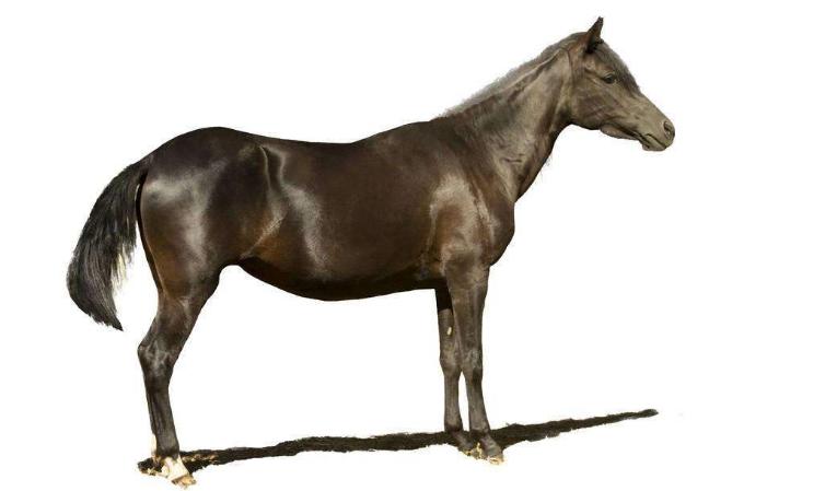 生肖马能戴黄金佛头吗,生肖马六月双喜临门