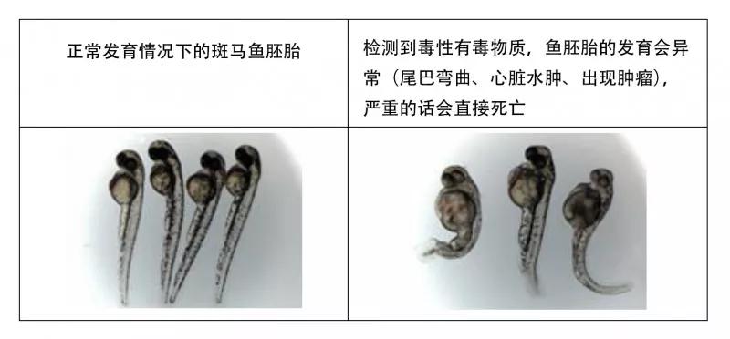 时髦的,你玩过“止汗剂挑战”?没玩过就对了