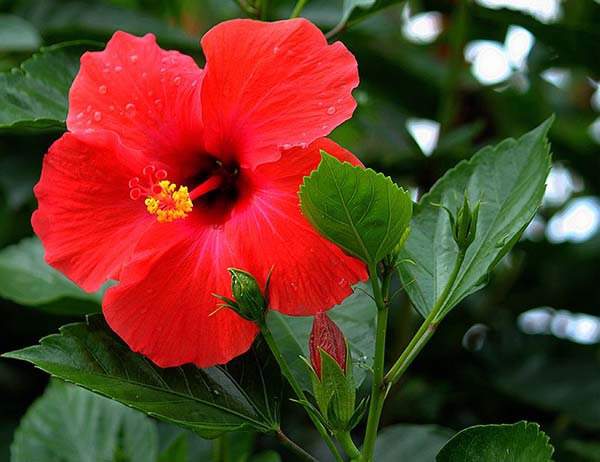 扶桑花的病虫害防治措施,扶桑花叶有粘液怎么治