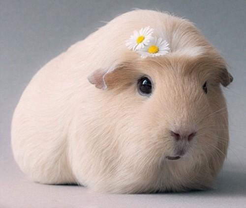 荷兰猪可以当宠物养吗,时间不充裕适合养什么宠物