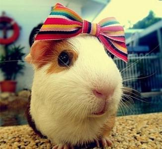 荷兰猪可以当宠物养吗,时间不充裕适合养什么宠物