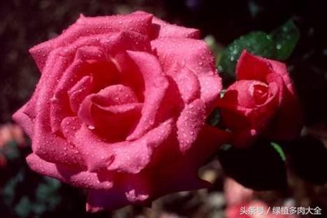 玫瑰花花瓣边缘变黑怎么办,玫瑰花瓣是卷曲的怎么回事