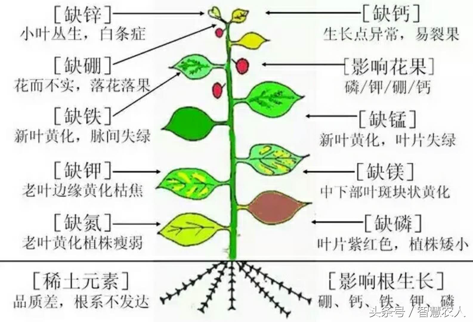 鸡粪发酵有机肥最简单的方法,鸡粪如何发酵有机肥