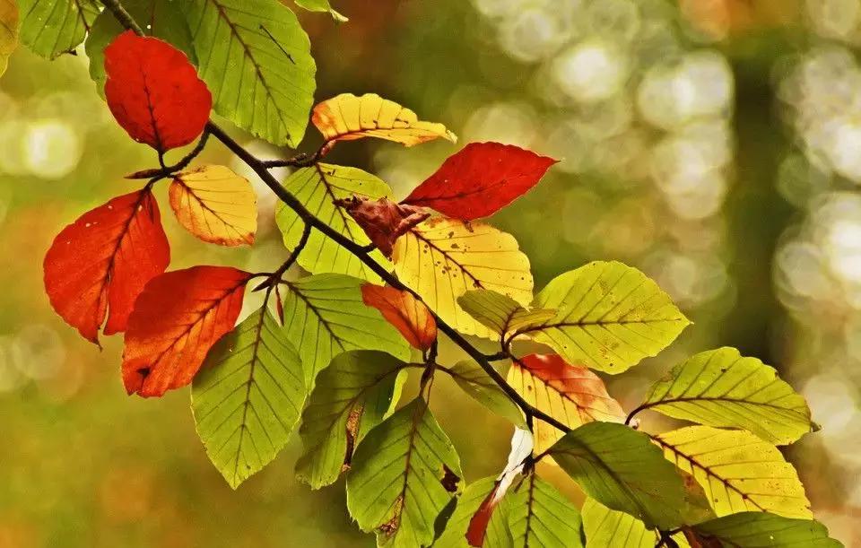 描写春夏秋冬的古诗和成语,描写春夏秋冬的古诗和四字成语