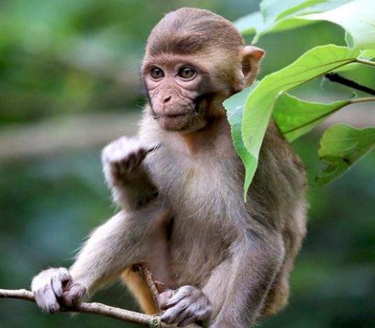 生肖猴的这几年财运怎么样,生肖猴双喜临门的财运