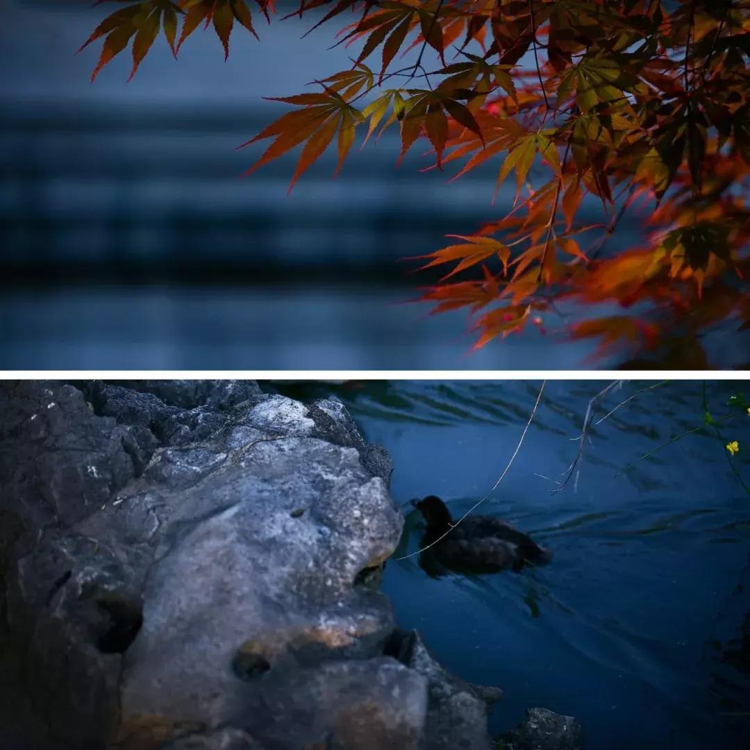 心若安怡万般自在,心若安然处处静美