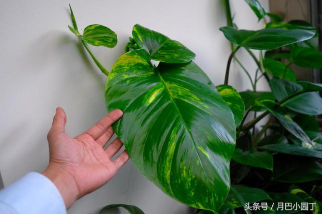 怎么用水养绿萝绿萝才长得快,家里养的绿萝不爆盆底部长满根