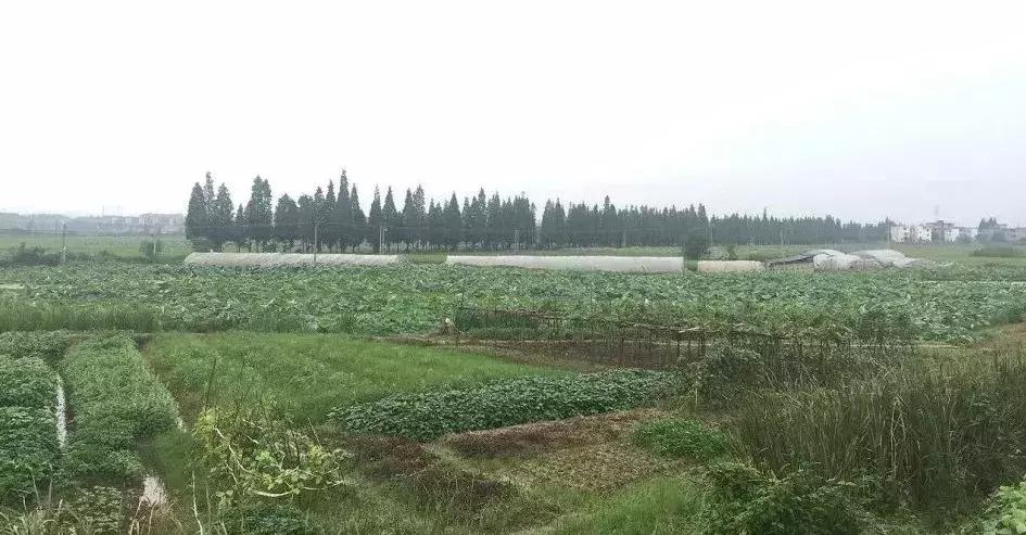 从A到Z,26个字母,陪你领略赣北德安的热辣风情!